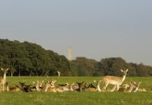 A Local’s Day Out in Phoenix Park, Dublin