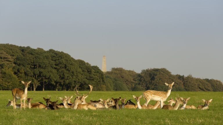A Local’s Day Out in Phoenix Park, Dublin