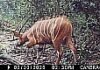 A Camera Trap Surprise That’s Giving Conservationists New Hope