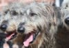 5133726 4 org Irish 20wolfhound 20experience002