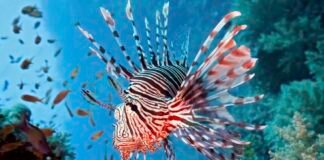 5134497 3 org lionfishstud