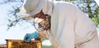 Hands on Beekeeping Tour of Family Farm Galway image 6