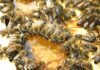 Into the Hive: A Sweet Galway Farm Experience You’ll Never Forget