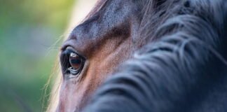 animal charity calls for ban of sulky horse activity on public roads
