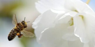 churches and graveyards become biodiversity havens