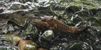crayfish plague confirmed in dublin as minister warns clean your kit to protect wildlife