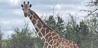 gracie the giraffe ky 260627 053988