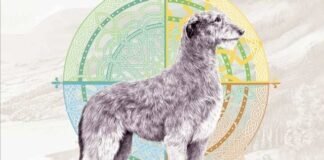 irish passport wolfhound design
