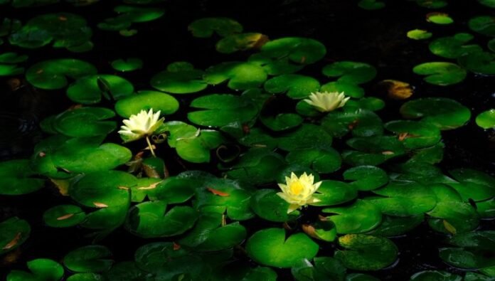 One Simple Idea Is Changing How We Think About Saving Nature