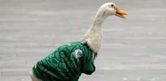 merlin duck 260624 2a2593