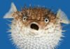 pufferfish