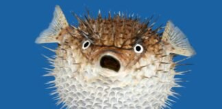 pufferfish