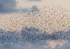 Murmurations wikimedia commons