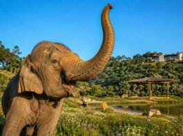 Portugal Welcomes Europes First Large Scale Elephant Sanctuary as