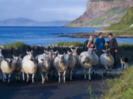 Sheep on Carrickmore Road Ballycastle Tourism Ireland