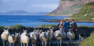 Sheep on Carrickmore Road Ballycastle Tourism Ireland