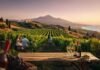 Wine Tourism: Italy and Mediterranean Destinations Turn Vineyards into Powerful Travel Experiences