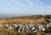 Why Mayo’s Ancient Bog Monument Deserves a Spot on Your Ireland List cropped resized rocks Ceide Fields Mayo Tourism Ireland