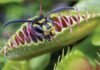 Top 10 Carnivorous Plants That Eat Animals and How Their Deadly Traps Work