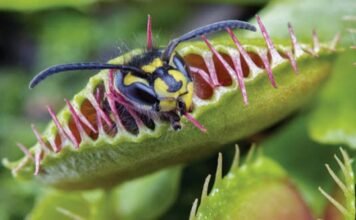 feature c venus flytrap