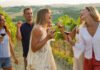 Best Aldi Wines for Summer in Ireland: Tom Doorley’s Top Picks for a European Sip at Home