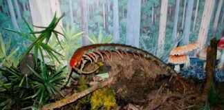 Top 10 Ancient Earth Events That Sound Like Sci-Fi Movies shutterstock 1105471280 insect