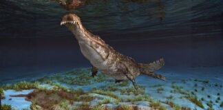 Top 10 Prehistoric Killers That Would Terrify Any Modern Predator shutterstock 2486153823 creature prehistoric