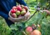 Eight Unforgettable Ways to Taste the Real Ireland