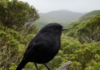 Critically Endangered Black Robin Wins New Zealand’s Bird of the Year Vote