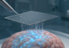 Graphene Sensors Reveal Brain Tissue at Risk After Stroke in Mouse Study