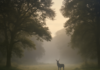 Breaking News: Wicklow Deer Incident Raises Animal Welfare Concerns