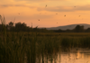 West Nile Virus Cases in Europe Reach Record Levels as Infections Spread North