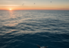 Atlantic Ocean Sanctuaries Could Help Protect Declining Leatherback Turtles